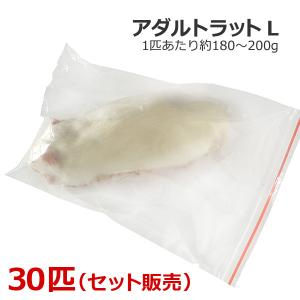 冷凍 アダルトラット Lサイズ　30匹