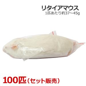 冷凍 リタイアマウス 100匹