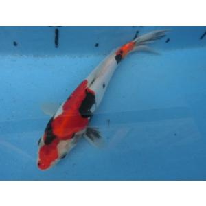 BEST錦鯉 - Yahoo!ショッピング