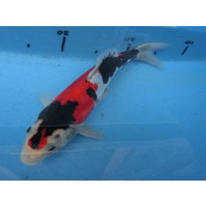 Europe 日本 VINTAGE JAPAN 鯉 OLD 鯉幟 錦鯉 Amazon.co.jp: 日本文化の華錦鯉 : 前川 建夫: 本