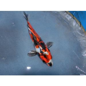 BEST錦鯉 - Yahoo!ショッピング