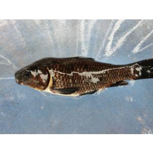 BEST錦鯉 - Yahoo!ショッピング