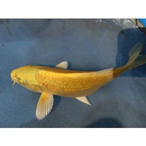 錦鯉１８ｃｍ山吹黄金　性別不明です　No.02113