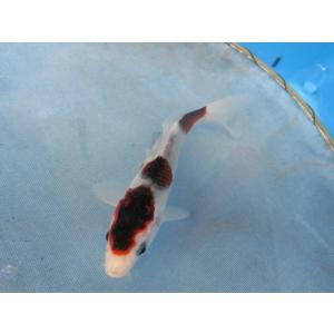 錦鯉１５ｃｍ藍墨葡萄系　性別不明です　No.02205