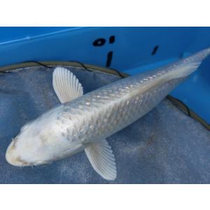 BEST錦鯉 - Yahoo!ショッピング