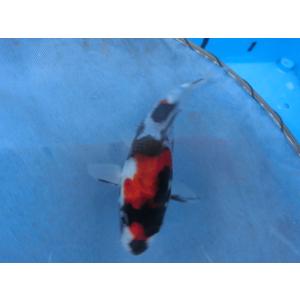 BEST錦鯉 - Yahoo!ショッピング