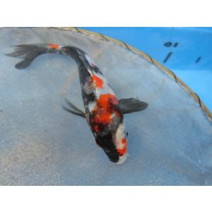 錦鯉２２ｃｍ白写り　性別不明です　No.0311