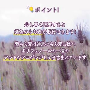 国内産100%紫もち麦 280g×5個 もち麦...の詳細画像2