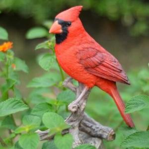 ポリレジン製ガーデン彫像 枝に止まっているショウジョウコウカンチョウ（英名 カーディナル）鳥の像 置...