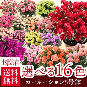 母の日 ギフト 花 カーネーション 選べる16種類 5号 鉢植え 送料無料 プレゼント 花鉢 花束 珍しい 希少 綺麗 キレイ かわいい おしゃれ