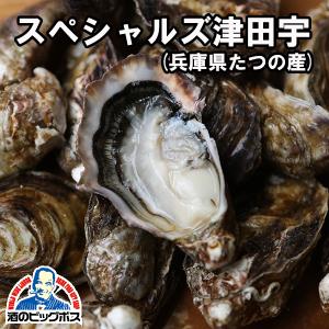 生牡蠣 生食用 大田市場直送 山小三 殻付き かき カキ オイスター 国内産真牡蠣 兵庫県たつの スペシャルズ津田宇 1個 クール便