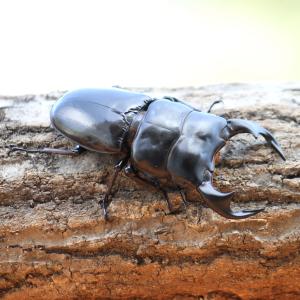 クヌギ　カブトムシ　クワガタ用 クヌギ カブトムシ クワガタ用 カブトムシ クワガタ用 クヌギ