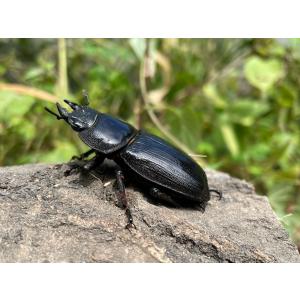 BIGHORN オオクワガタ成虫 60upペア...の詳細画像1