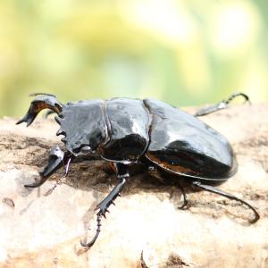 BIGHORN オオクワガタ成虫 60upペア 津山産 生体 国産クワガタムシ