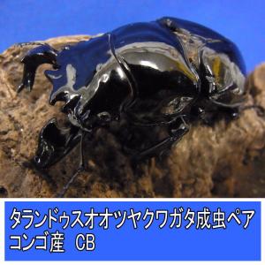 BIGHORN タランドゥスオオツヤクワガタ成虫 ♂65ミリUPペア コンゴ産 生体 外国産クワガタムシ MIKU