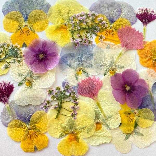 ＜室内栽培＞【ドライエディブルフラワー　スプリングMIX（20輪）】　暖色系 食べられる花　乾燥押し...