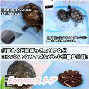 カメ用水槽 大きい カメ 水槽 亀の水槽 60...の詳細画像2