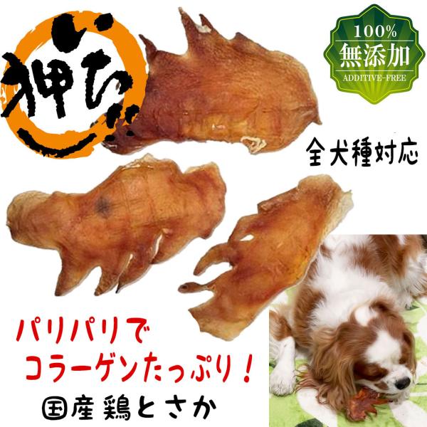 犬 おやつ 犬のおやつ 犬用おやつ 犬おやつ 無添加 国産 鶏肉 とさか ガム 犬のガム 犬用ガム ...