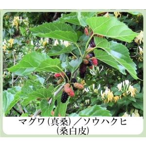 色白美人 ハーブ ホワイト フェアリークリーム...の詳細画像4