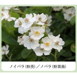 色白美人 ハーブ ホワイト フェアリークリーム...の詳細画像5
