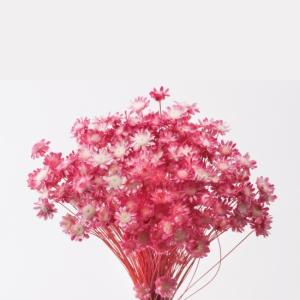 スターフラワー・ブロッサム*キャンディーピンクの詳細画像1