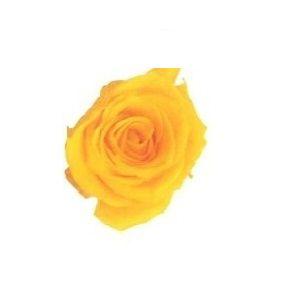 ミモザ 生花 の商品一覧 花 ガーデニング 通販 Yahoo ショッピング