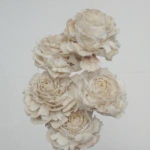 シダローズ*オフホワイト