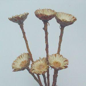 コンパクター*Ｎ