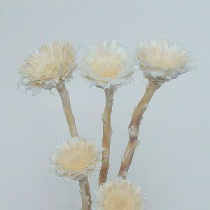 コンパクター*白