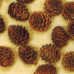 カラ松　大袋　約１００コ入 *Ｎ