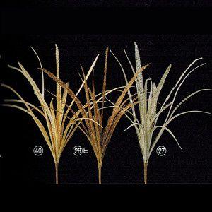 AX64974 ワイルドグラスブッシュ