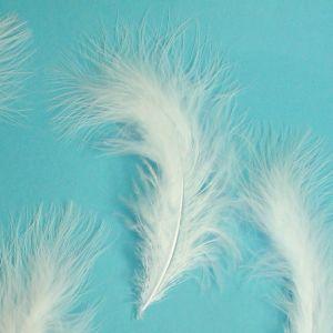 マラボー大　*ホワイト　（５枚入り）