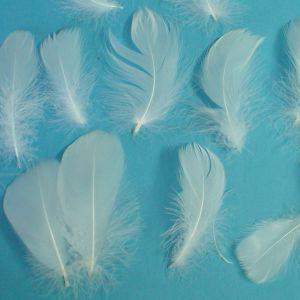 コキール　*ホワイト　（20枚入り）