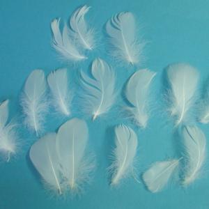 コキール *ホワイト (20枚入り)の詳細画像1
