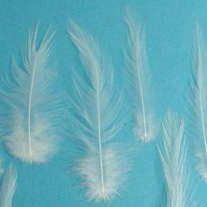 鶏　白首毛　*ホワイト　（15本入り）