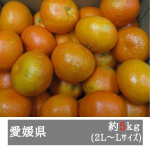 訳あり宮内伊予柑 約５ｋｇ ２Ｌ-Ｌサイズ（１８-２１玉前後） 愛媛県産