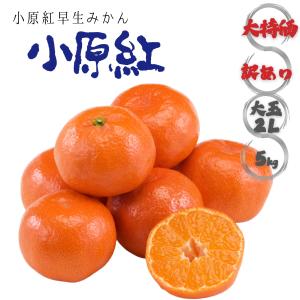 みかん 小原紅早生 香川県産 約5kg 2L 大玉 糖度10.5度以上 GI登録 日本一紅い 金時みかん 温州みかん 希少品種 豊作特価 家庭用 産地直送 送料無料