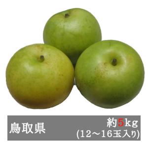 ご家庭用二十世紀梨 約５ｋｇ （１２-１６玉入り） 鳥取県産