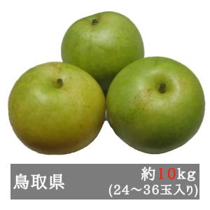 ご家庭用二十世紀梨 約１０ｋｇ （２４-３６玉入り） 鳥取県産｜bimi-shunka