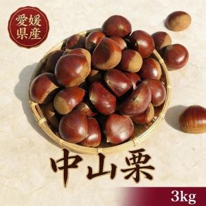 茨城県産 栗 （くり）みのりの栗 2L〜3Lサイズ 約1kg ネット ご家庭用