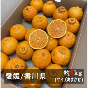 訳あり不知火（しらぬひ） 約３ｋｇサイズおまかせ 愛媛県・香川県産