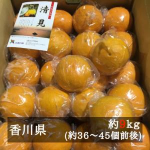 貯蔵清見（ふるーつ物語）　約９ｋｇ　２Ｌ−Ｌサイズ（約３６−４５個前後）　香川県産｜bimi-shunka