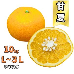 香川県産 甘夏 10kg M~2Lサイズ｜果汁たっぷり！甘みと酸味の絶妙バランス 柑橘 フルーツ 常温便