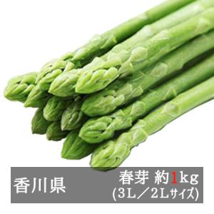 アスパラガス 極太さぬきのめざめ春芽 約１ｋｇ ３Ｌ／２Ｌサイズ