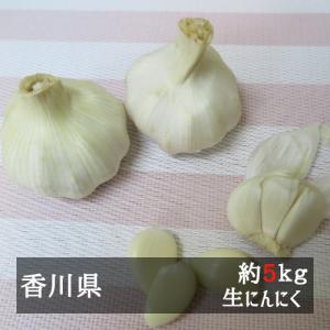 （５月上旬以降発送）大玉生にんにく 約５ｋｇ 香川県産