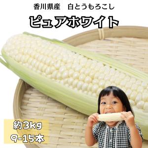 香川県産 ピュアホワイト 約3kg（9〜15本）白いスイートコーン 生でも美味しい 冷蔵便