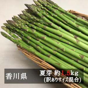 【６月１０日頃より発送予定】アスパラガス お徳用さぬきのめざめ夏芽（約３０ｃｍ）サイズ混合 約１．５ｋｇ 香川県産｜bimi-shunka