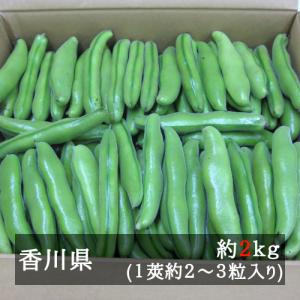 そら豆 約２ｋｇ 香川県産