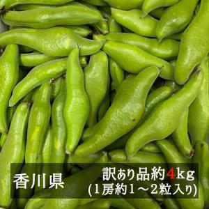 訳ありそら豆 約４ｋｇ 香川県産｜bimi-shunka