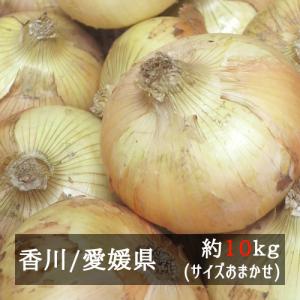 玉ねぎ 約１０ｋｇ サイズおまかせ 香川県／愛媛県産｜bimi-shunka